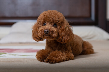 poodle puppy sitting