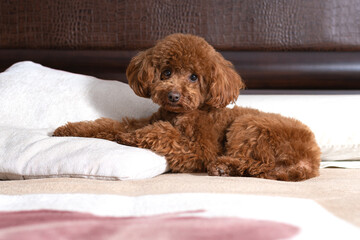 toy poodle puppy. Poodle toy in the bed