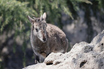 Fototapeta premium スーチョワンバーラル