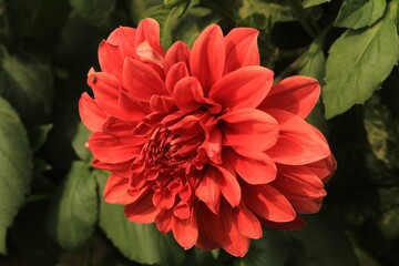 red dahlia flower