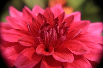 dahlia flower