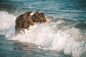 pies biegnie w wodzie
