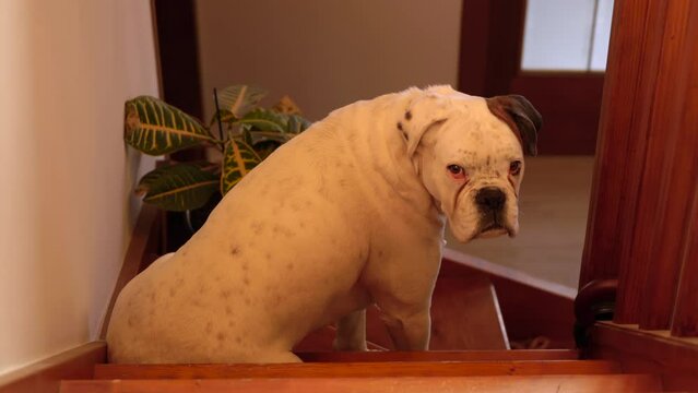 Unique white albino boxer dog turning around and looking into camera while paciently sitting on stairs, waiting for owner to come back