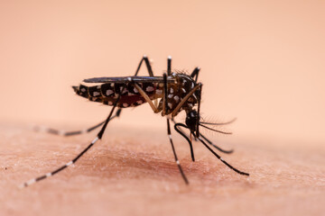 Mosquitoes are natural blood-sucking insects that inflict pain on human health, and biologically they carry malaria, dengue and Zika fever.