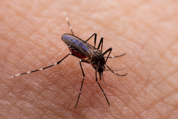 Mosquitoes are natural blood-sucking insects that inflict pain on human health, and biologically they carry malaria, dengue and Zika fever.