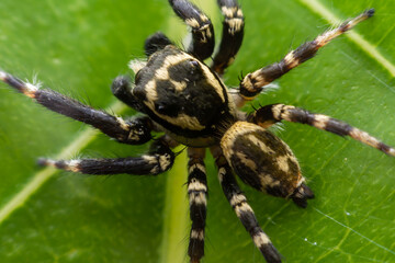 Close up jumping spiders on the leaves..