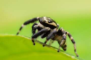 Close up jumping spiders on the leaves..