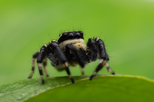 Close up jumping spiders on the leaves..