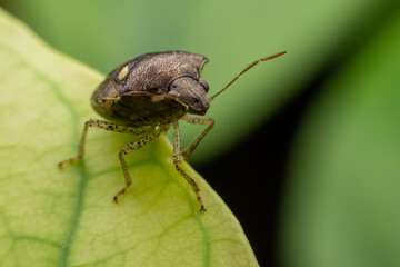Close up scarab on the leaves.