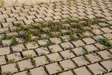 wildflowers growing in the gaps between paving stones
