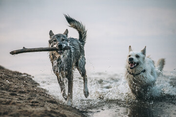 psy w wodzie