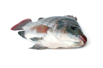 Tilapia fish on white background.Nile tilapia originated from Japan.