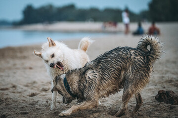 zabawa psów na plaży © Adam