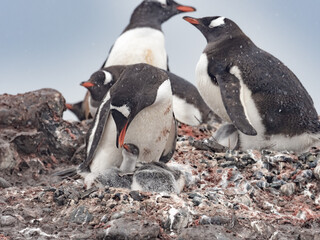 Fototapeta premium Approaching Yankee Harbour landing, Greenwich Island, South Shetland Islands, Antarctica.