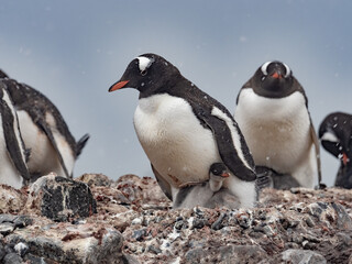 Fototapeta premium Approaching Yankee Harbour landing, Greenwich Island, South Shetland Islands, Antarctica.