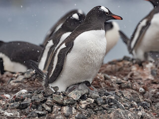 Fototapeta premium Approaching Yankee Harbour landing, Greenwich Island, South Shetland Islands, Antarctica.