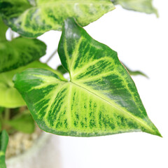 観葉植物、シンゴニウム・ポドフィルムの葉【白背景】