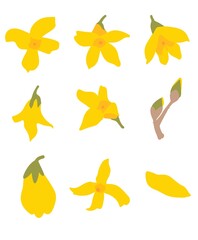 봄 개나리 꽃 아이콘 일러스트 벡터 소스 디자인