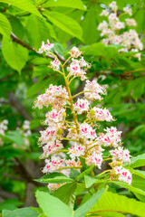 Blooming spring flowers. Flowering of a horse chestnut. White chestnut flowers on tree leaves background. Aesculus hippocastanum.