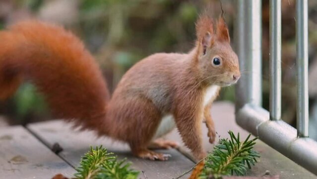 Adorable brown squirrel sniffs on a fir branch. Telephotic capture.