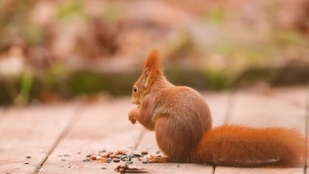 Cute brown squirrel eating seeds, using his palms. 400mm f. 2.8 Telephoto. Closeup