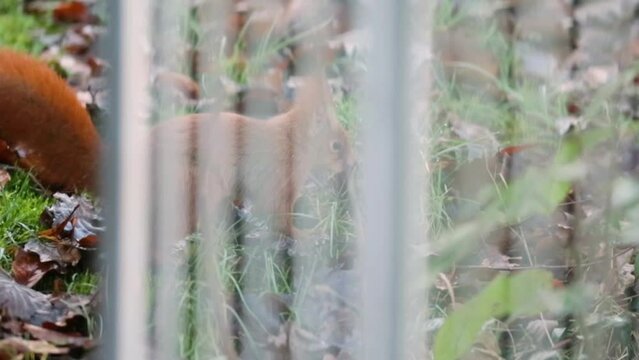 Adorable brown squirrel looking around interested. Telephotic capture.