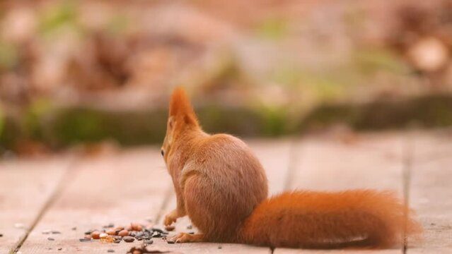 Cute brown squirrel eating seeds. 400mm f. 2.8 Telephoto. Closeup