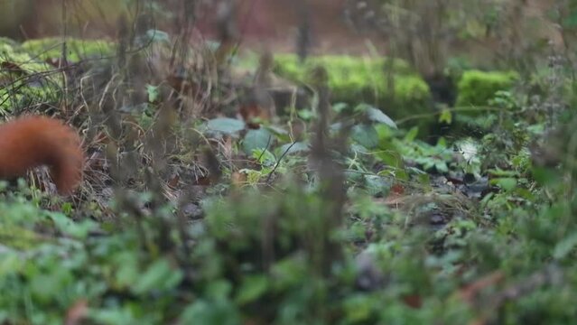 Squirrel searching for nuts in the grass.