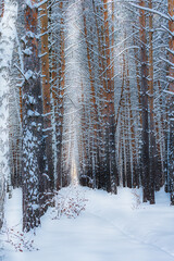 Snow flakes, frost overnight turned the forest into a fairy tale. Clean, thick frosty air intoxicates and makes you dizzy. Gives new strength.