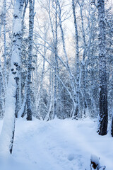 Snow flakes, frost overnight turned the forest into a fairy tale. Clean, thick frosty air intoxicates and makes you dizzy. Gives new strength.