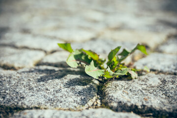 dandelion leaves on a road in spring