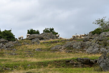 Troupeau de moutons au milieu de rochers en haut d'une montagne sur le chemin de randonnée des pierres levées prêt de Cournols en Auvergne