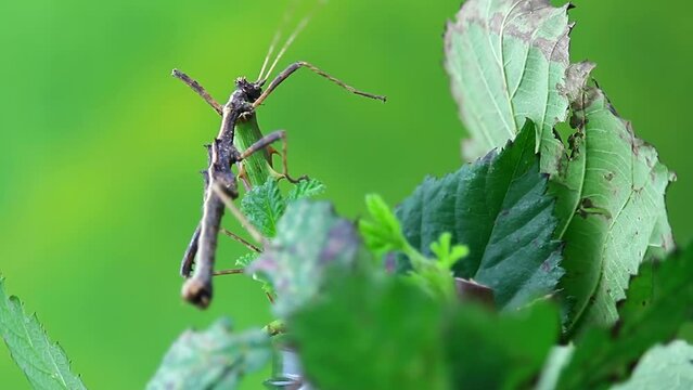 Brown stick bug, walking insect, phasmatodea macro from side with blured background
