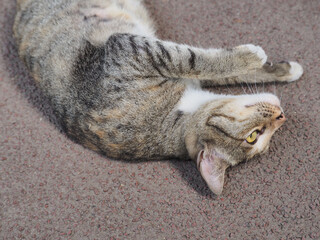 Fototapeta na wymiar cat sleeping on the floor