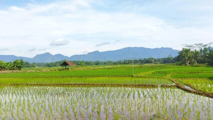 Rice Fields in Asia