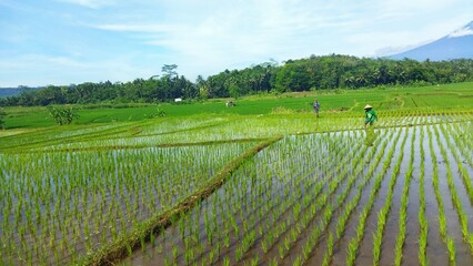 Rice Fields in Asia