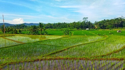 Fototapeta na wymiar Rice Fields in Asia
