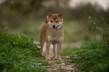 Naklejka na ściany i meble Shiba Inu dog, Japanese Shiba breed, dog in the park