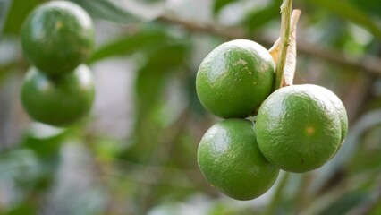green lemon on tree