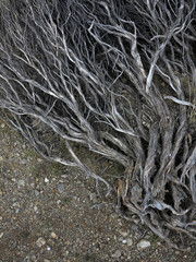 Old Dry Tree Roots Twisting on the Ground, Top View. Barren Soil with Protruding Gray Roots.