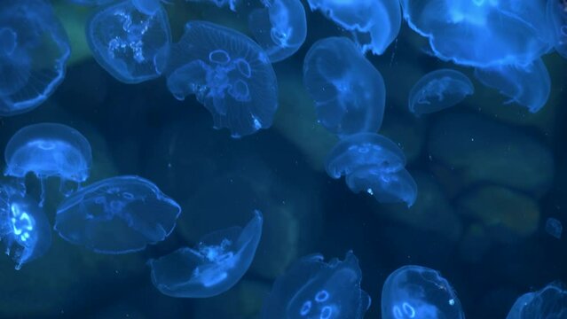 Glowing neon jellyfish swim in sea water against the background of a stone seabed with algae
