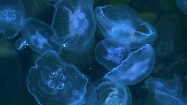 Glowing neon jellyfish swim in sea water against the background of a stone seabed with algae