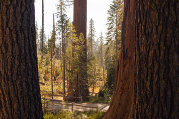 Fototapeta premium Autumnal natural landscape from Yosemite National Park, California, United States