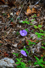 Blühende Blume im Congaree National Park, South Carolina