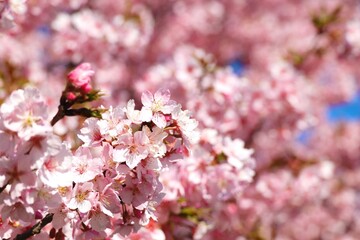 Obraz premium 河津桜のクローズアップ 背景素材