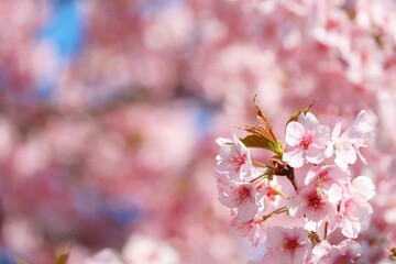 河津桜のクローズアップ　背景素材