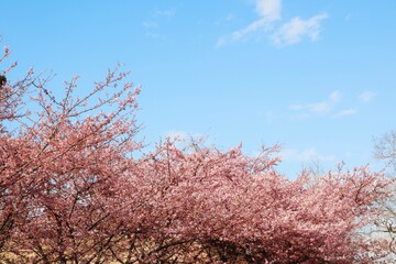 河津桜　青空　コピースペース
