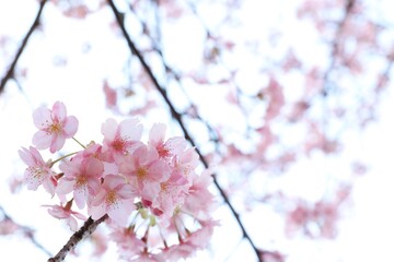 河津桜のクローズアップ　背景素材