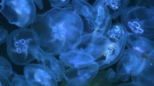 Glowing neon jellyfish swim in sea water against the background of a stone seabed with algae