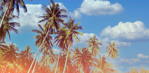 The banner of tropical summer palm trees  beach background Which palm trees against blue sky and panorama, tropical Caribbean travel destination.